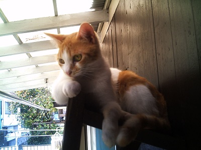 猫台のなつこ姫