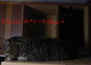 くー