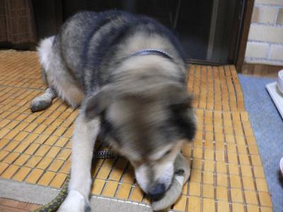 かじっちゃダメよー