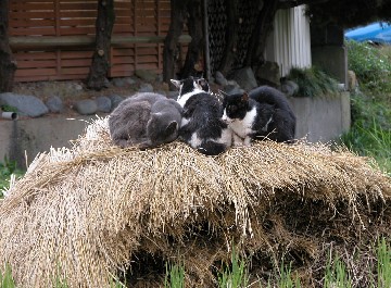 猫山山頂