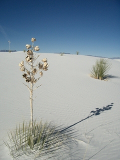 WhiteSands-plant