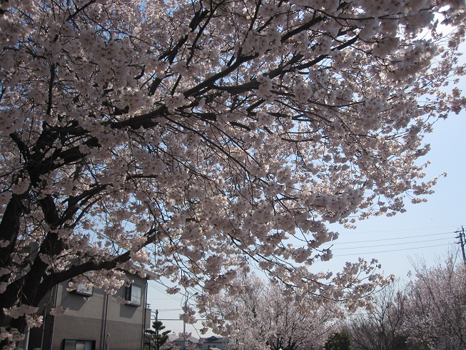 滝の水の桜２