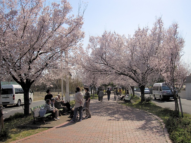 滝の水の桜3