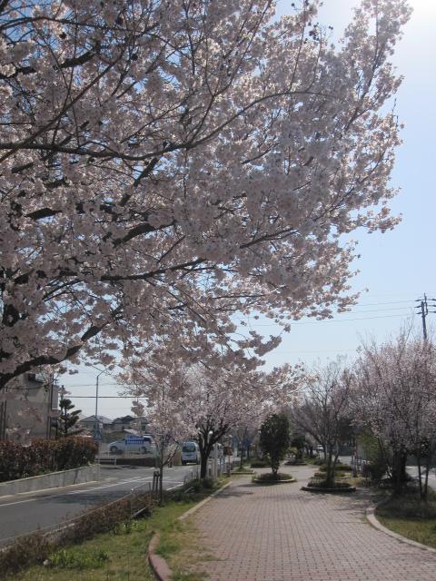 滝の水の桜１