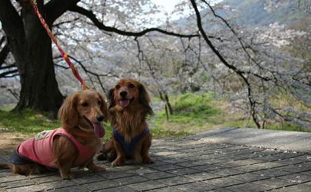 背割堤優奈々２