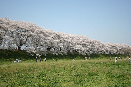 背割堤桜3特大