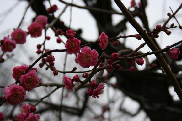 ２月大阪城14