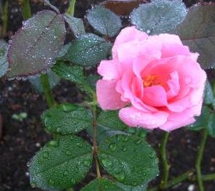 プリンセス愛子様のバラ