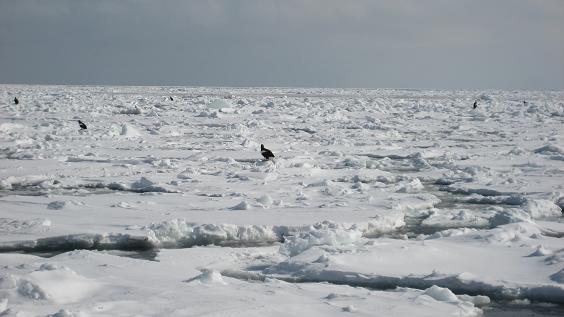 羅臼沖の流氷.JPG