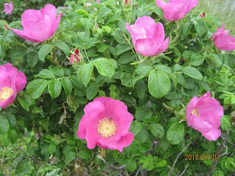 北海道の花　ハマナス.JPG