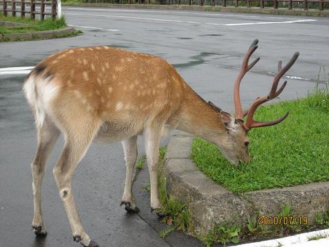 知床峠に雄鹿現る！.JPG