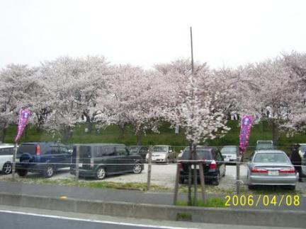 sakura1.jpg