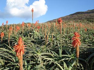 アロエ園
