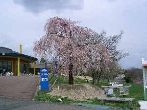 しだれ桜