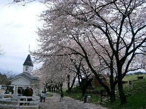 桜並木