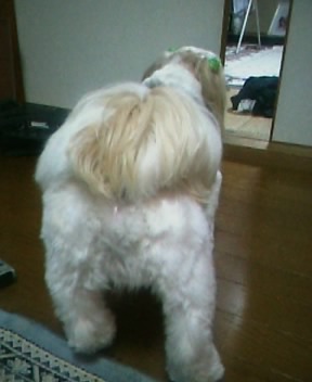 クリン１歳後姿