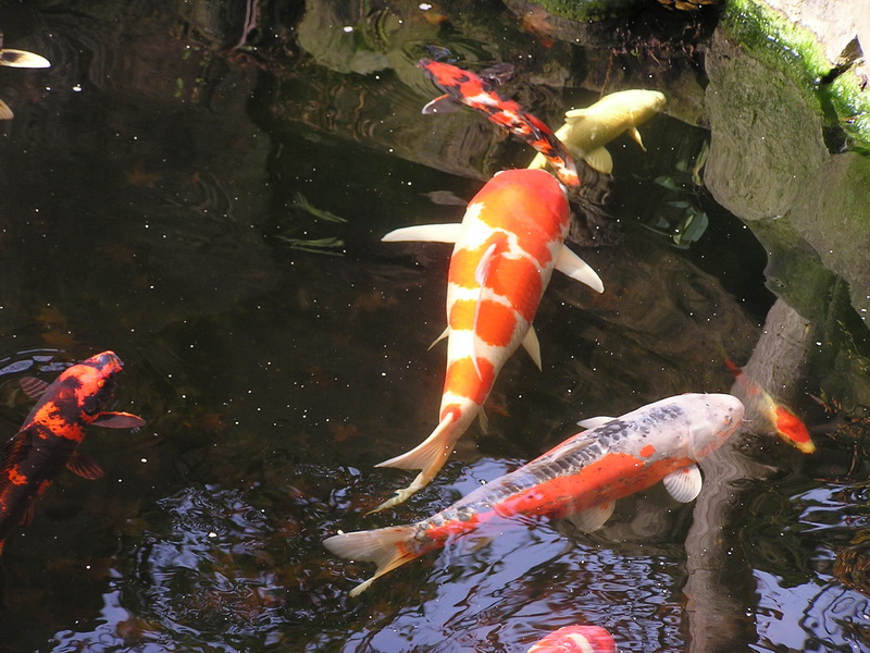 鯉.JPG
