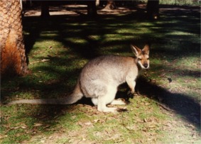 カンガルー