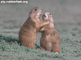 ワレ!このままでえぇと思うとるんか!?この腰抜けネズミやろうめ!