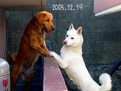 ワチャァ～・・・ロメヲ～オメさん、何してロメヲなんだべぇ～・・・・ワェ～！ズリヱットォ～！そんたら事言われでもオラ、ロメヲっちゅう名前だぁ～家のモンに聞いてケロ！