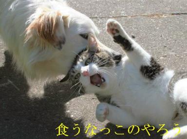 あぁ～ハラへったなぁ～　メシはまだか・・・おっ！旨そうなモンが転がっちょる♪食っちまおう・・・・「アホ！ワテは必殺仕事人やで！怖い御方やでぇ～」