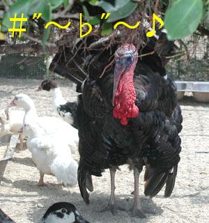 おぉぉぉ!旨そうなエモノがネギしょって来よったがなぁ。よし、今夜は鍋だな・・・