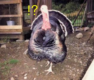 おぉぉぉ!旨そうなエモノがネギしょって来よったがなぁ。よし、今夜は鍋だな・・・