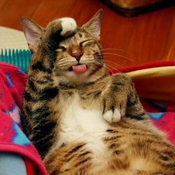 あちゃ~エイプリルフールだったかいなぁ~ こりゃ一本取られてもたぁ。