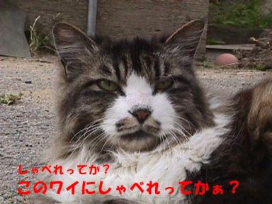 あぁあ！サッカーも終わってしもた・・・ジタンは頭突きを最後に引退か・・・なんだかな　(○´д`A)ﾌｷﾌｷ　