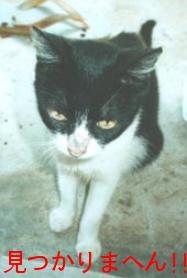 アニキぃ~ヤツはドコにもいませんデぇ・・・この世では生きてないんとちゃいまっか? じゃぁかしい!ヤツをナメたらアカン!もっとようぉ探さんかい!!!