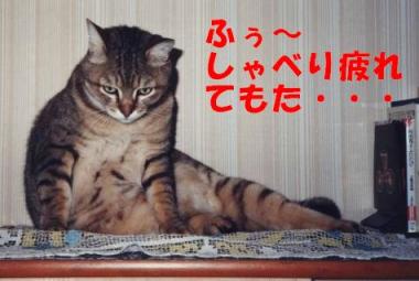 これから暑い日が続くやろねぇ～。毛皮着てるやさかいあつうて叶わん。くるくるびずっちゅう毛皮もあるんかなぁ？