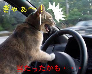 あっ!!今、急に猫が飛び出して来よった。何で右・左・もう一度右を見て手を挙げて横断歩道を渡らんのか?もしや当たり屋なのか?(=`д´=)ノ