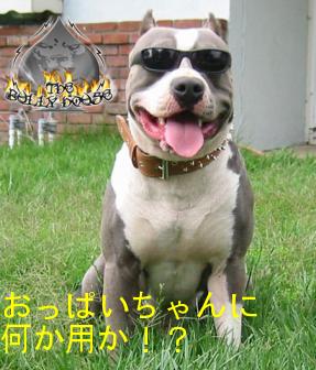 オラオラ~何の用かハヨ言わんかい!こちトラ番犬やっとるさかい、黙って通す訳ニャいかんのやな~。なぁ~分かるやろ?・・・んで?何の用や? (U▼ω▼U)