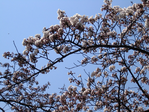 金木・芦野公園
