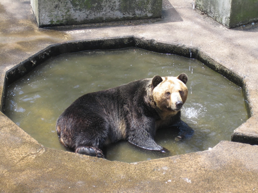 ヒグマだったかな？