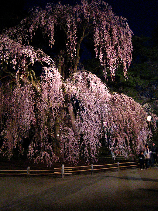 弘前公園さくらまつり