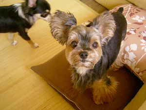 まん丸お目目～