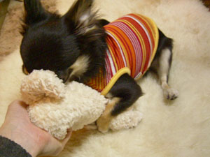 オモチャに夢中