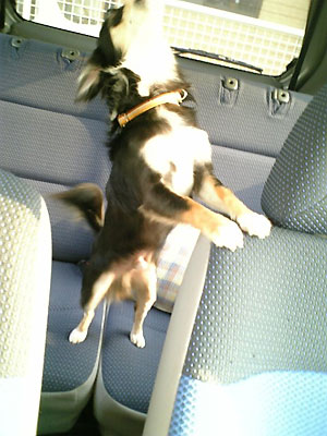 わわわわーん！