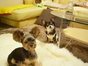 オヤツ・・・ください。