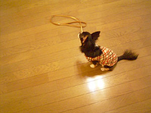 もちょっとマテ！