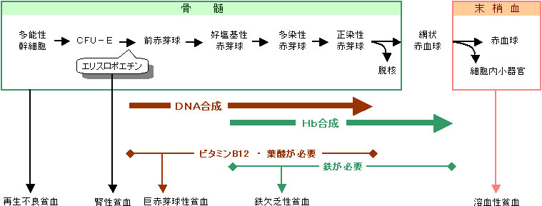 赤血球の成熟過程別貧血