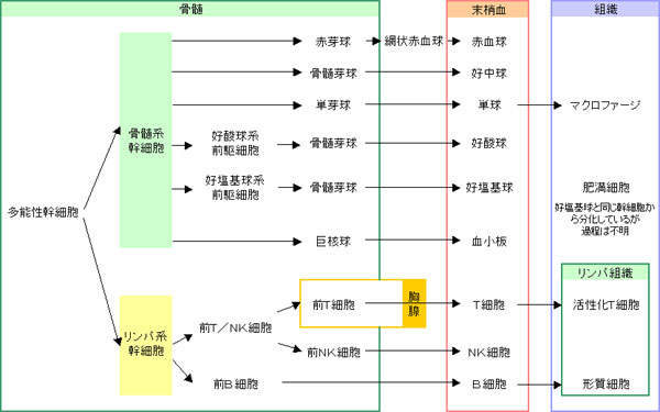 血液細胞の分化