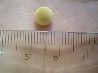 ぼうろの大きさ