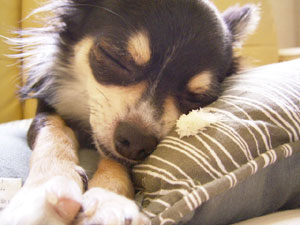 いらない・・むにゃむにゃzz