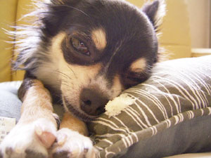 ・・なに？パン？