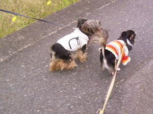 仲良くお散歩♪