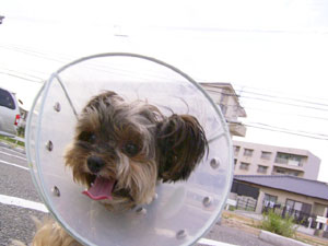 お散歩、楽しいな♪