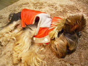 着たまま寝ちゃった・・