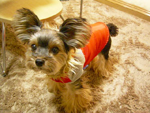 さっそく着てみました♪